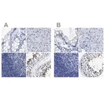 Merck Anti-HOOK1 antibody produced in rabbit
