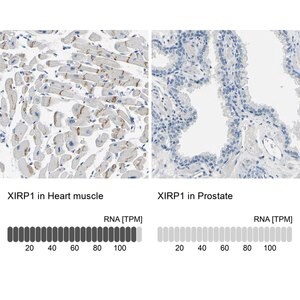 Merck Anti-XIRP1 antibody produced in rabbit
