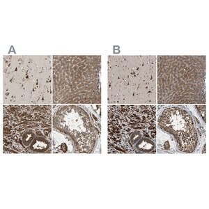 Merck Anti-ERGIC1 antibody produced in rabbit