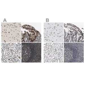 Merck Anti-LUC7L3 antibody produced in rabbit