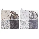 Merck Anti-LUC7L3 antibody produced in rabbit