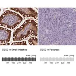 Merck Anti-CES2 antibody produced in rabbit