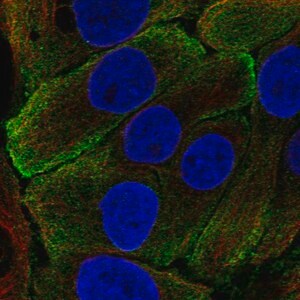 Merck Anti-KLK7 antibody produced in rabbit