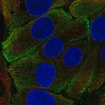 Merck Anti-KLK7 antibody produced in rabbit