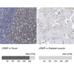 Merck Anti-LRMP antibody produced in rabbit
