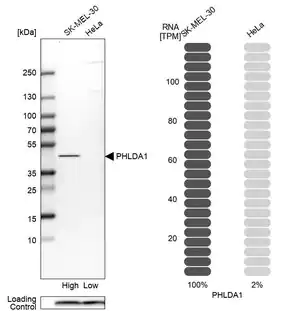 Merck Anti-PHLDA1 antibody produced in rabbit