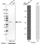 Merck Anti-PHLDA1 antibody produced in rabbit