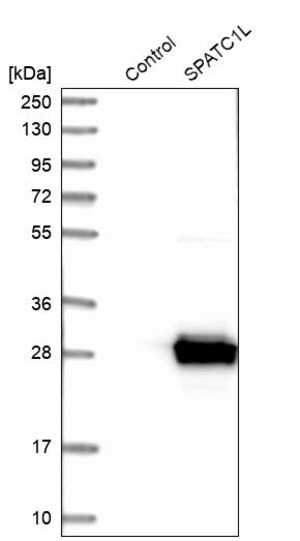Merck Anti-SPATC1L antibody produced in rabbit
