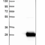Merck Anti-SPATC1L antibody produced in rabbit