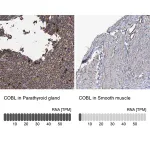 Merck Anti-COBL antibody produced in rabbit