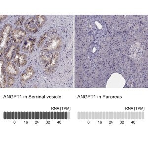 Merck Anti-ANGPT1 antibody produced in rabbit