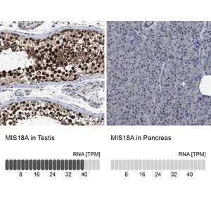 Merck Anti-MIS18A antibody produced in rabbit