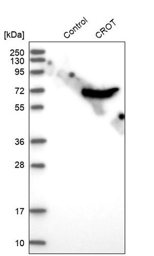 Merck Anti-CROT antibody produced in rabbit