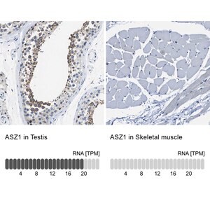 Merck Anti-ASZ1 antibody produced in rabbit