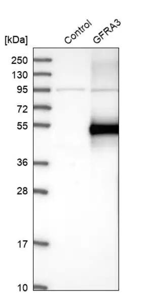 Merck Anti-GFRA3 antibody produced in rabbit