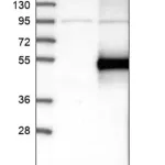 Merck Anti-GFRA3 antibody produced in rabbit