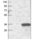 Merck Anti-GOSR1 antibody produced in rabbit