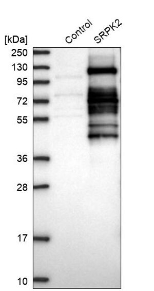 Merck Anti-SRPK2 antibody produced in rabbit