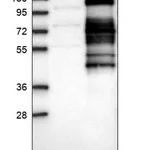 Merck Anti-SRPK2 antibody produced in rabbit