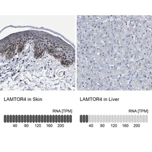 Merck Anti-LAMTOR4 antibody produced in rabbit