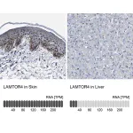 Merck Anti-LAMTOR4 antibody produced in rabbit