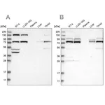 Merck Anti-PLAA antibody produced in rabbit