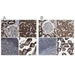 Merck Anti-HIBADH antibody produced in rabbit