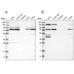 Merck Anti-PLAA antibody produced in rabbit
