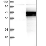 Merck Anti-PLA2G3 antibody produced in rabbit