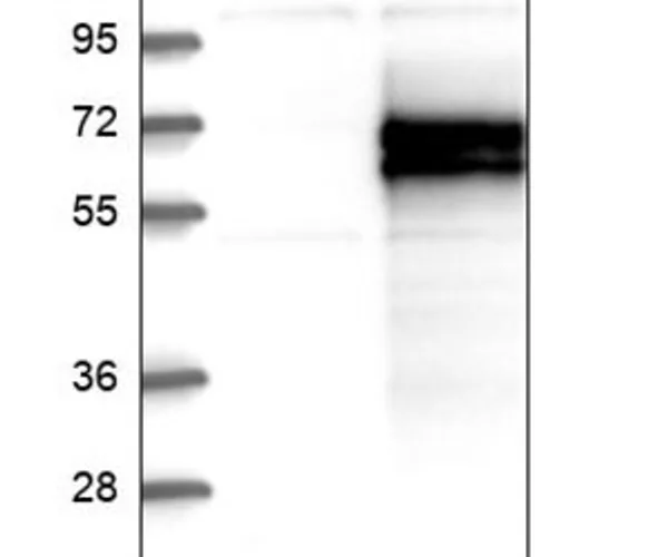 Merck Anti-PLA2G3 antibody produced in rabbit