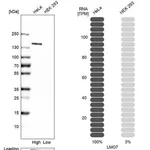 Merck Anti-LMO7 antibody produced in rabbit