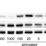Merck Anti-ASS1 antibody produced in rabbit