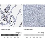 Merck Anti-CAPG antibody produced in rabbit