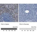Merck Anti-FGL2 antibody produced in rabbit