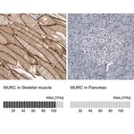 Merck Anti-MURC antibody produced in rabbit