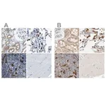 Merck Anti-CAPG antibody produced in rabbit