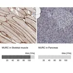 Merck Anti-MURC antibody produced in rabbit
