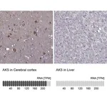 Merck Anti-AK5 antibody produced in rabbit