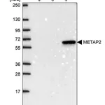 Merck Anti-METAP2 antibody produced in rabbit