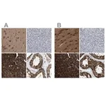 Merck Anti-GARS antibody produced in rabbit