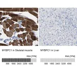Merck Anti-MYBPC1 antibody produced in rabbit