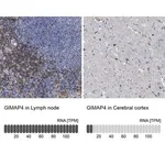 Merck Anti-GIMAP4 antibody produced in rabbit