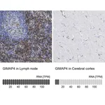 Merck Anti-GIMAP4 antibody produced in rabbit