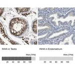 Merck Anti-INHA antibody produced in rabbit