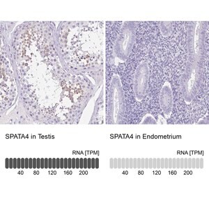 Merck Anti-SPATA4 antibody produced in rabbit