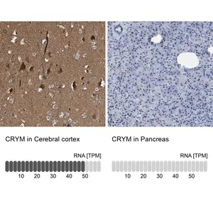 Merck Anti-CRYM antibody produced in rabbit