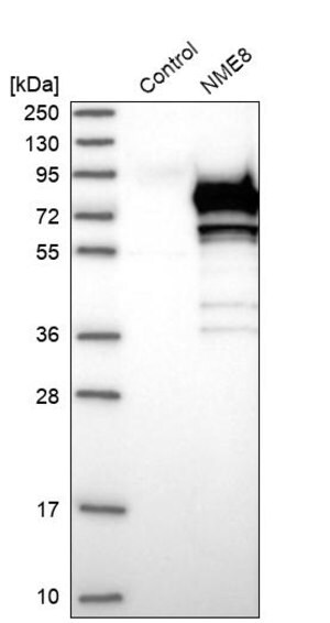 Merck Anti-NME8 antibody produced in rabbit