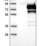 Merck Anti-NME8 antibody produced in rabbit