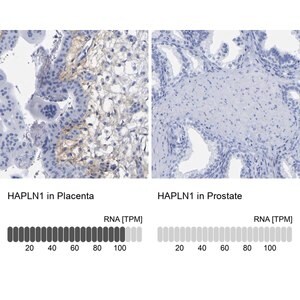 Merck Anti-HAPLN1 antibody produced in rabbit