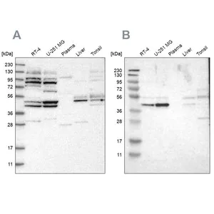 Merck Anti-WDR53 antibody produced in rabbit